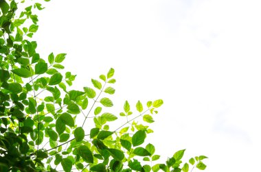 Beyaz arkaplanda yeşil yaprak izole edildi