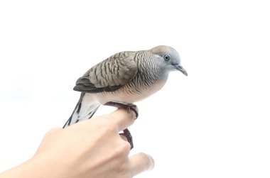 el beyaz arka plan üzerinde güvercin 