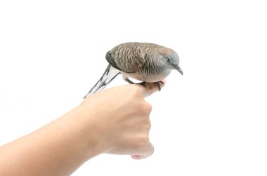 el beyaz arka plan üzerinde güvercin 