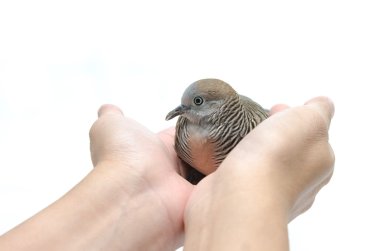 el beyaz arka plan üzerinde güvercin 