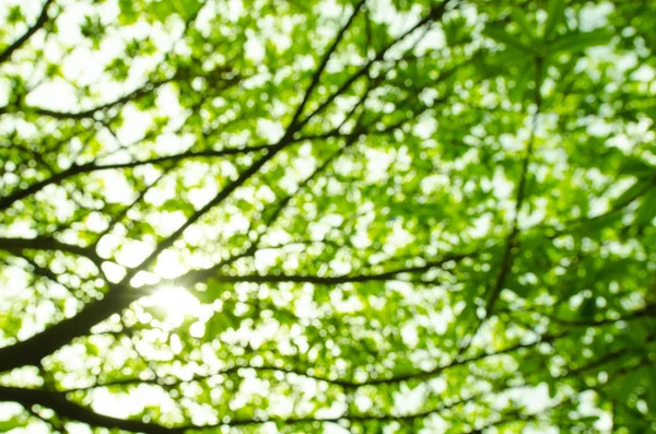 Grüner natürlicher Hintergrund aus unscharfem Wald oder Bokeh — Stockfoto