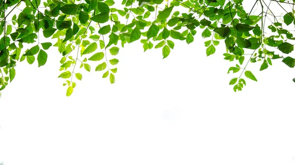 Feuille verte isolée sur fond blanc — Photo