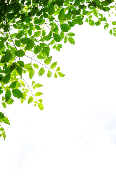 Grünes Blatt isoliert auf weißem Hintergrund — Stockfoto