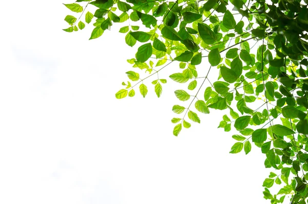 Grünes Blatt isoliert auf weißem Hintergrund — Stockfoto