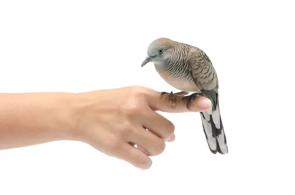 Taube auf weiblicher Hand weißer Hintergrund — Stockfoto