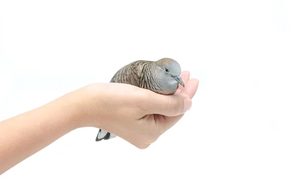 Dove on female hand white background — Stock Photo, Image