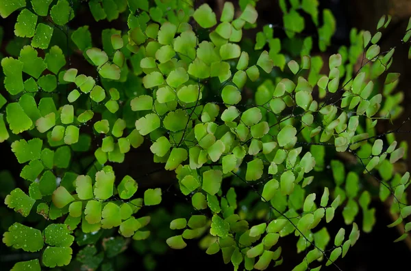 Hoja de helecho con gotas de agua —  Fotos de Stock