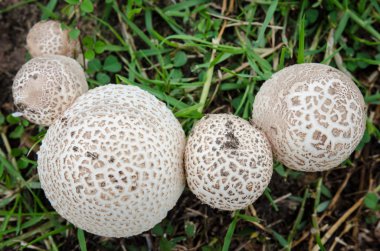 Beyaz mantar Üstten Görünüm