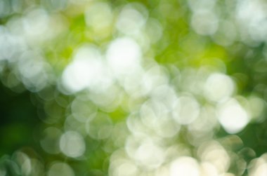 doğal arka planını dışarı odak orman veya bokeh