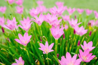 günbatımı çiçeklenir