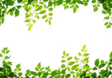 Beyaz arkaplanda yeşil yaprak izole edildi