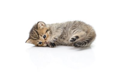 Beyaz arka planda sevimli tekir kedicik 