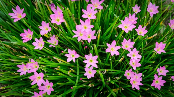 Flowers in sunset — Stock Photo, Image