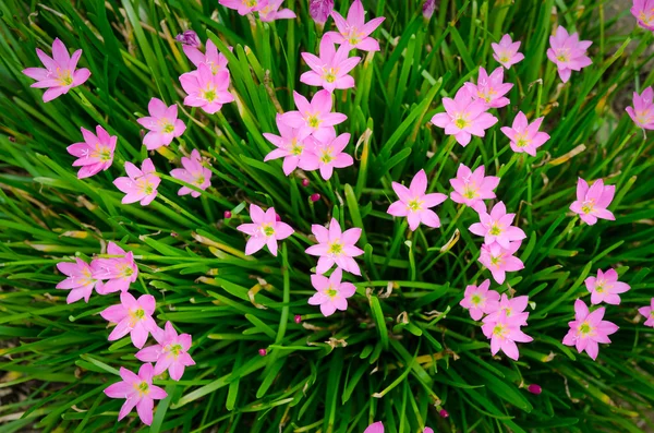 日没の花 — ストック写真