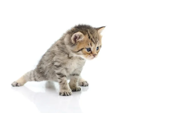 Cute tabby kitten  on white background — Stock Photo, Image