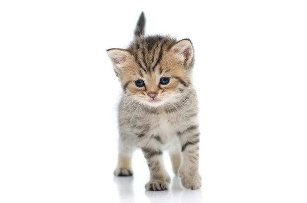 Niedliche gestromte Kätzchen auf weißem Hintergrund — Stockfoto