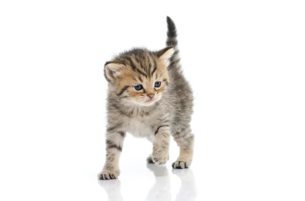 Lindo gatito tabby sobre fondo blanco — Foto de Stock