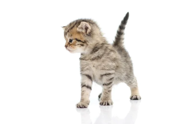 Roztomilé koťátko na bílém pozadí — Stock fotografie