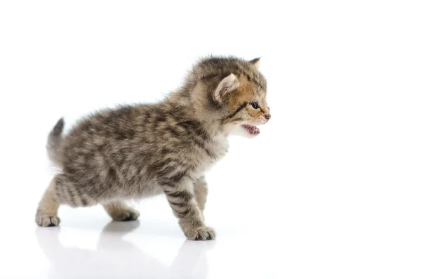 Cute tabby kitten  on white background — Stock Photo, Image