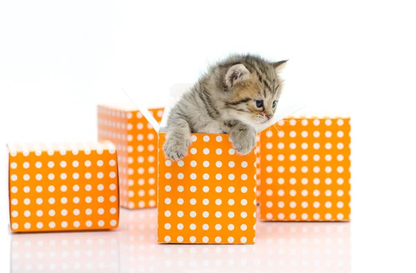 Şirin tabby yavru kedi beyaz arka planda turuncu puantiyeli kutu — Stok fotoğraf