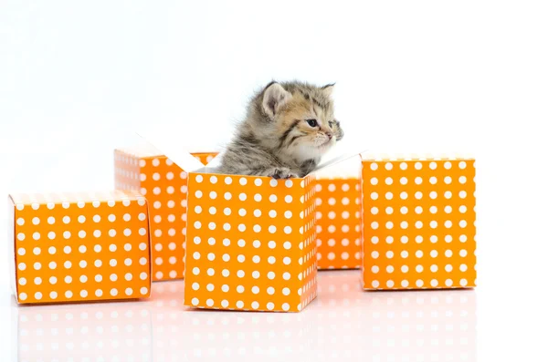 Şirin tabby yavru kedi beyaz arka planda turuncu puantiyeli kutu — Stok fotoğraf