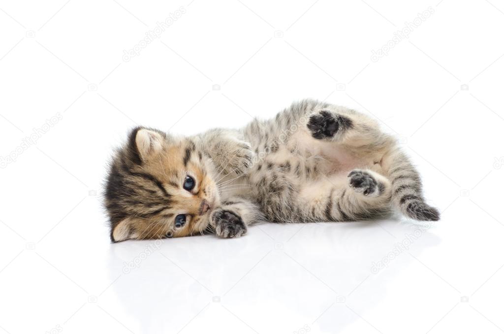 Cute tabby kitten  on white background 