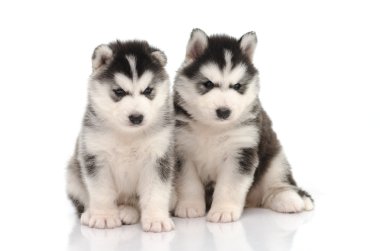 sevimli siyah beyaz Sibirya husky köpek yavrusu oturma ve seyir