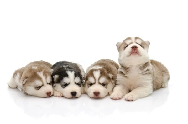 Bonitos filhotes siberianos husky dormindo no fundo branco — Fotografia de Stock