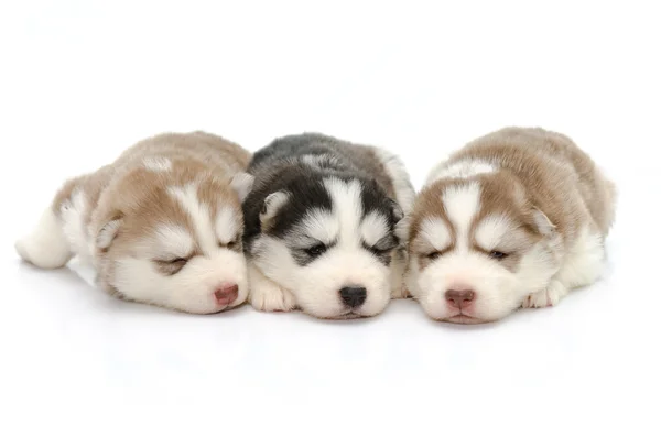 Cute puppies siberian husky sleeping on white background — Stock Photo, Image