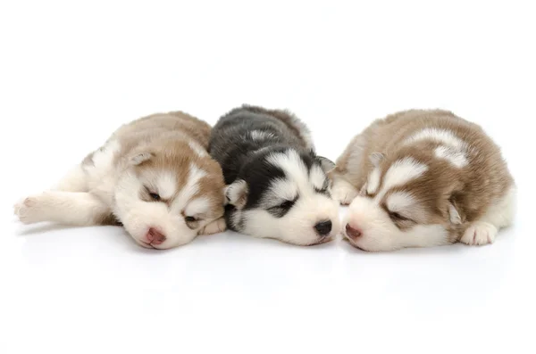 Bonitos filhotes siberianos husky dormindo no fundo branco — Fotografia de Stock