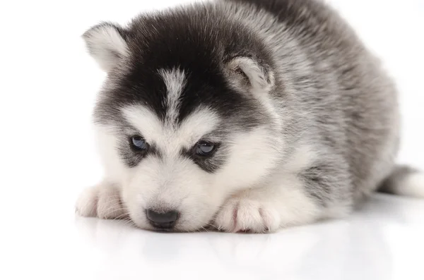 Симпатичный маленький хаски щенок изолирован на белом фоне — стоковое фото