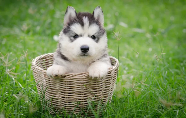Bonito filhote de cachorro descascado siberiano na cesta — Fotografia de Stock