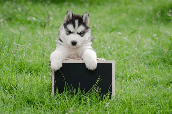 Niedlicher sibirischer Husky-Welpe mit schwarzem Brett — Stockfoto