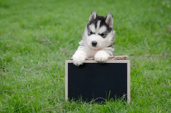 Niedlicher sibirischer Husky-Welpe mit schwarzem Brett — Stockfoto