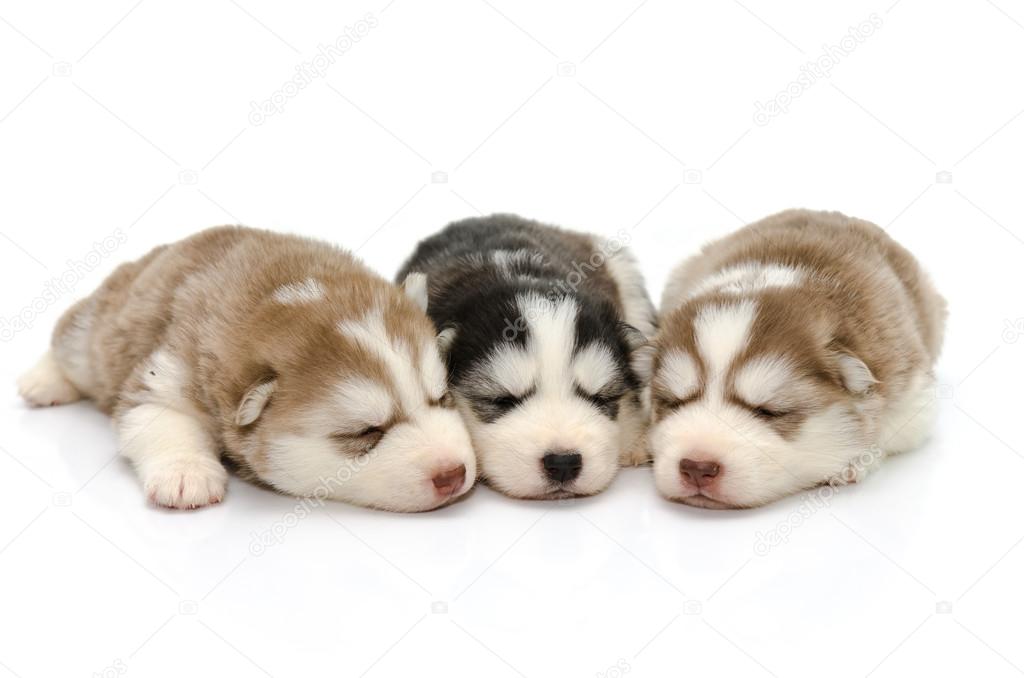 Cute puppies siberian husky sleeping on white background 
