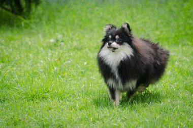 Yeşil çimenlerin üzerinde şirin pomeranian köpek yavrusu