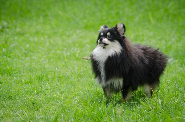 Cute pomeranian puppy on green grass — Stock Photo, Image