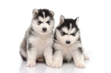 sevimli siyah beyaz Sibirya husky köpek yavrusu oturma ve seyir