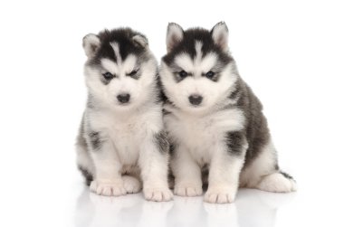 sevimli siyah beyaz Sibirya husky köpek yavrusu oturma ve seyir