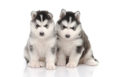 sevimli siyah beyaz Sibirya husky köpek yavrusu oturma ve seyir