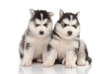 sevimli siyah beyaz Sibirya husky köpek yavrusu oturma ve seyir