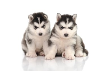 sevimli siyah beyaz Sibirya husky köpek yavrusu oturma ve seyir