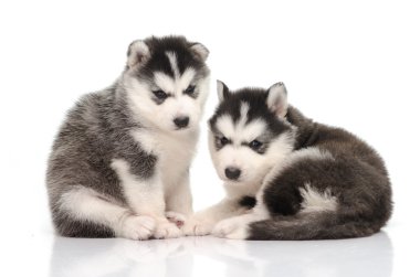 sevimli siyah beyaz Sibirya husky köpek yavrusu oturma ve seyir