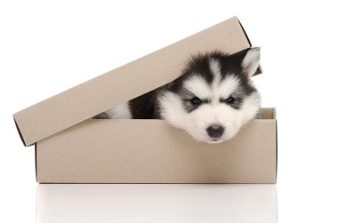 şirin Sibirya husky köpek yavrusu insiside kutusu 
