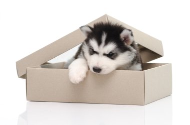 şirin Sibirya husky köpek yavrusu insiside kutusu 