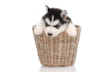sepet içinde şirin Sibirya husky yavrusu