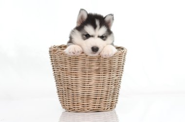 sepet içinde şirin Sibirya husky yavrusu