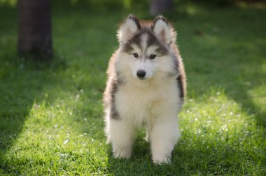 yeşil çim oynarken sevimli küçük Sibirya husky köpek