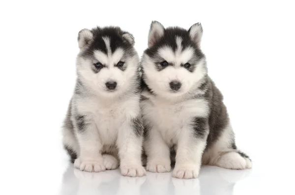 Niedliche schwarz-weiße sibirische Husky-Welpen sitzen und zuschauen — Stockfoto