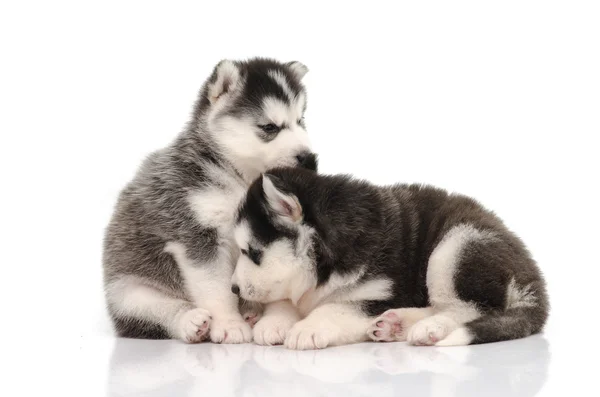 Sød sort og hvid sibirisk husky hvalp sidder og kigger på - Stock-foto